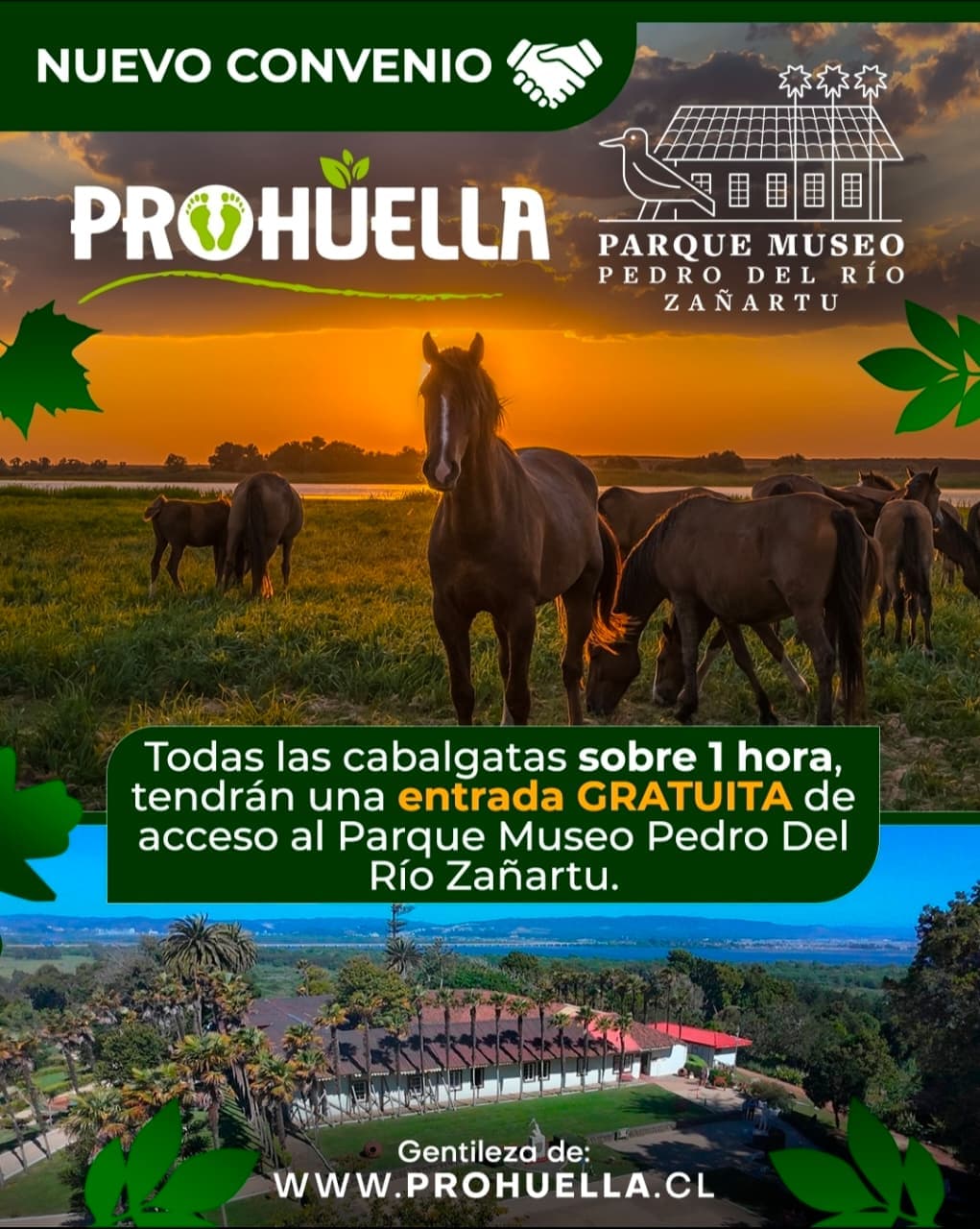 Nuevo convenio Prohuella y Parque Museo Pedro del Río Zañartu — cabalgatas sobre 1 hora incluyen entrada gratuita al parque